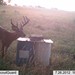 Hanke's Hunts Kansas Game Camera Photo